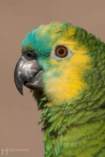 Papageien - Vögel - Kakadus - h011