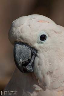 Papageien - Vögel - Kakadus - h014