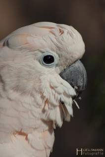 Papageien - Vögel - Kakadus - h015