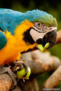 Papageien - Vögel - Kakadus - h02
