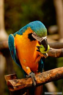 Papageien - Vögel - Kakadus - h03