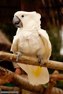 Papageien - Vögel - Kakadus - h04