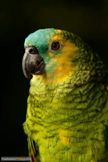 Papageien - Vögel - Kakadus - h08