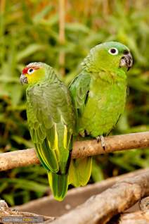 Papageien - Vögel - Kakadus - h09
