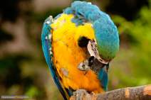 Papageien - Vögel - Kakadus - 011