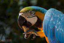 Papageien - Vögel - Kakadus - 017