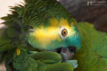 Papageien - Vögel - Kakadus - 019