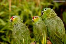 Papageien - Vögel - Kakadus - 02