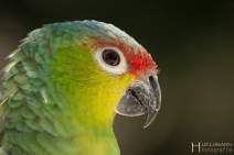 Papageien - Vögel - Kakadus - 021