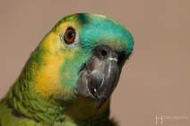 Papageien - Vögel - Kakadus - 023