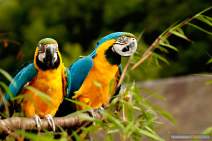 Papageien - Vögel - Kakadus - 08