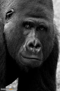 Primaten - Affen - h032