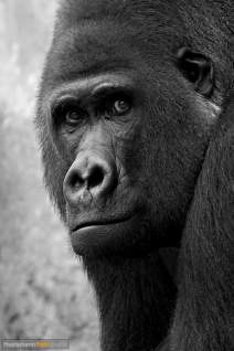 Primaten - Affen - h033