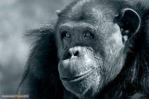 Primaten - Affen - 012