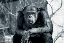 primaten-q04