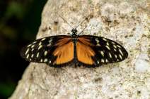Schmetterlinge fotografieren - Workshop - q012