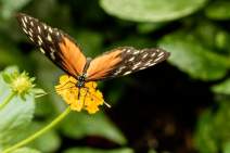 Schmetterlinge fotografieren - Workshop - q015