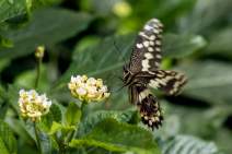 Schmetterlinge fotografieren - Workshop - q016