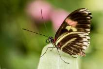 Schmetterlinge fotografieren - Workshop - q026