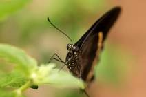 Schmetterlinge fotografieren - Workshop - q031