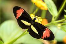 Schmetterlinge fotografieren - Workshop - q033