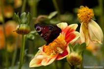 Schmetterlinge fotografieren - Workshop - q039