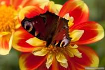Schmetterlinge fotografieren - Workshop - q040