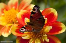 Schmetterlinge fotografieren - Workshop - q041