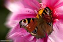 Schmetterlinge fotografieren - Workshop - q042