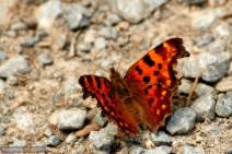Schmetterlinge fotografieren - Workshop - q043