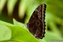 Schmetterlinge fotografieren - Workshop - q045