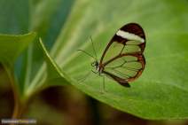 Schmetterlinge fotografieren - Workshop - q049