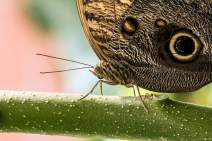 Schmetterlinge fotografieren - Workshop - q06