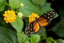 Schmetterlinge fotografieren - Workshop - q07