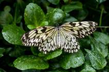 Schmetterlinge fotografieren - Workshop - q08