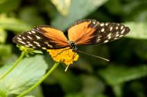 Schmetterlinge fotografieren - Workshop - q09