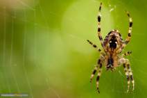 Spinnen - Spider - 01