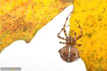 Spinnen - Spider - 014