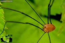 Spinnen - Spider - 023