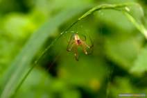 Spinnen - Spider - 033