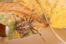 Spinnen - Spider - 035