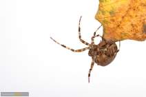 Spinnen - Spider - 037
