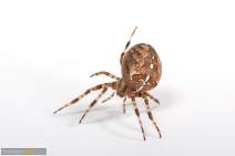 Spinnen - Spider - 038
