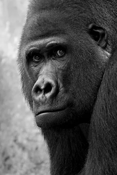 gorilla-silberruecken