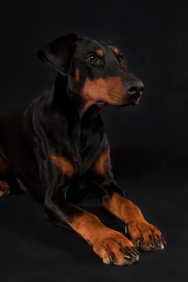 hund-im-studio-fotografieren