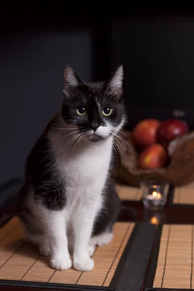 katze-auf-kuechentisch