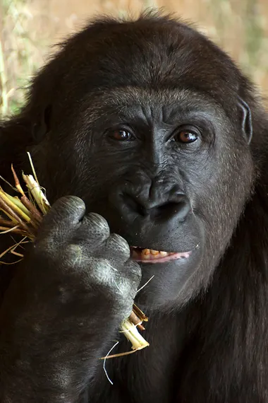 primat-im-zoo-hannover