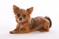 chihuahua-1
