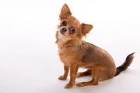 chihuahua-2