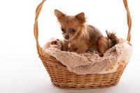 chihuahua-3